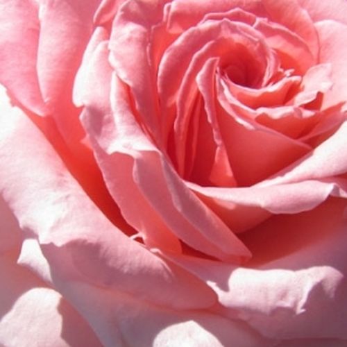 rendelésRosa Gorgeous Girl™ - közepesen intenzív illatú rózsa - Csokros virágú - magastörzsű rózsafa - rózsaszín - John Ford- bokros koronaforma - Nagy, tömvetelt virágai rövidebb szárakon nyílnak, így jól mutat cserépbe ültetve is.